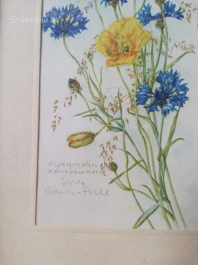 Botaniniai ir litografijos paveikslėliai - nuotraukos Nr. 9