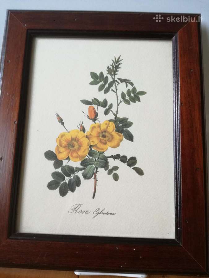 Botaniniai ir litografijos paveikslėliai - nuotraukos Nr. 11
