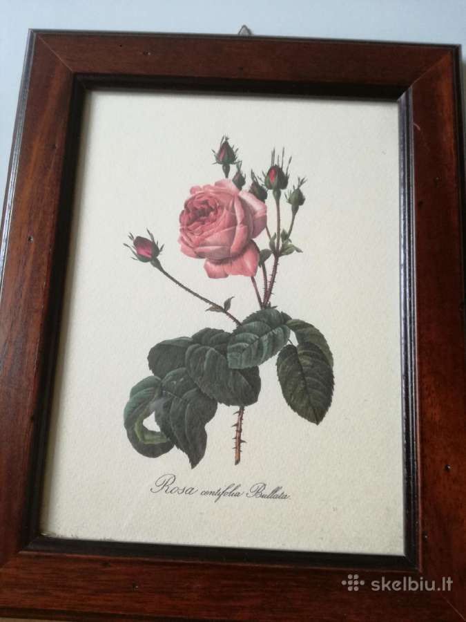 Botaniniai ir litografijos paveikslėliai - nuotraukos Nr. 12