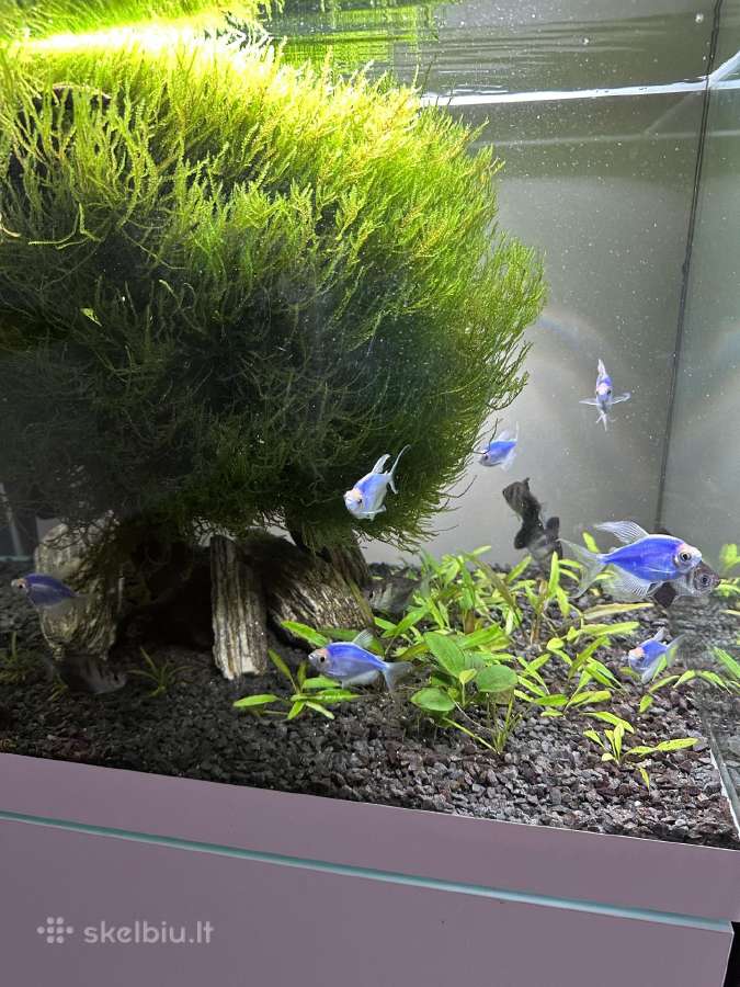 Akvariumo samana - Vesicularia Montagnei