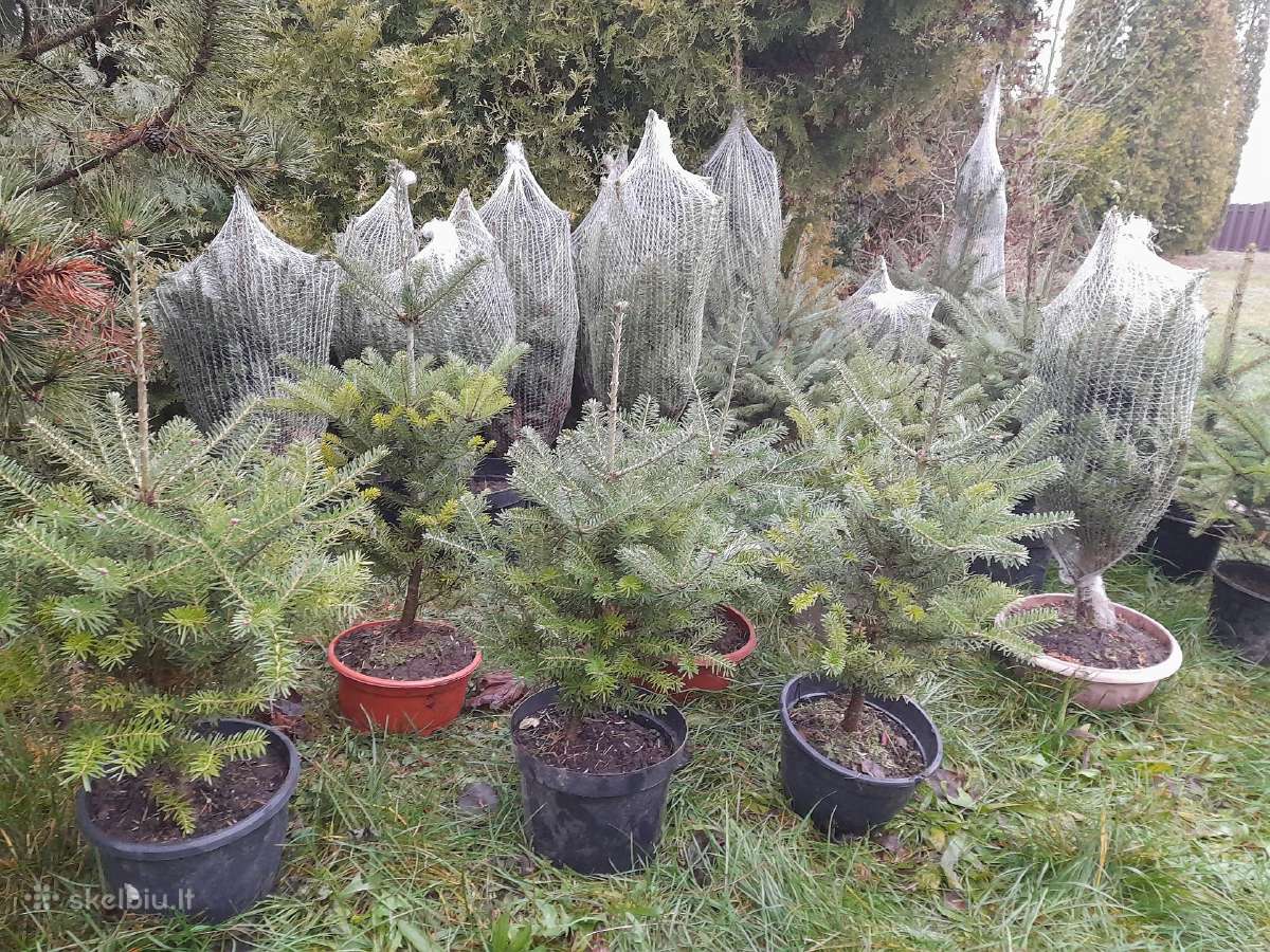 Gudobelės ir kiti nelepūs gyvatvoriniai augalai - nuotraukos Nr. 13