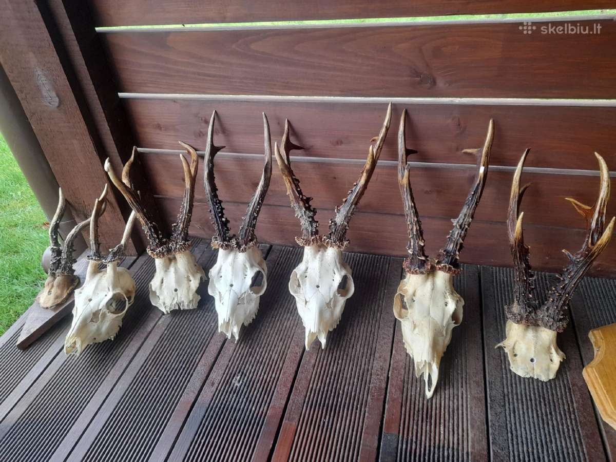 Elnio ragai - nuotraukos Nr. 5