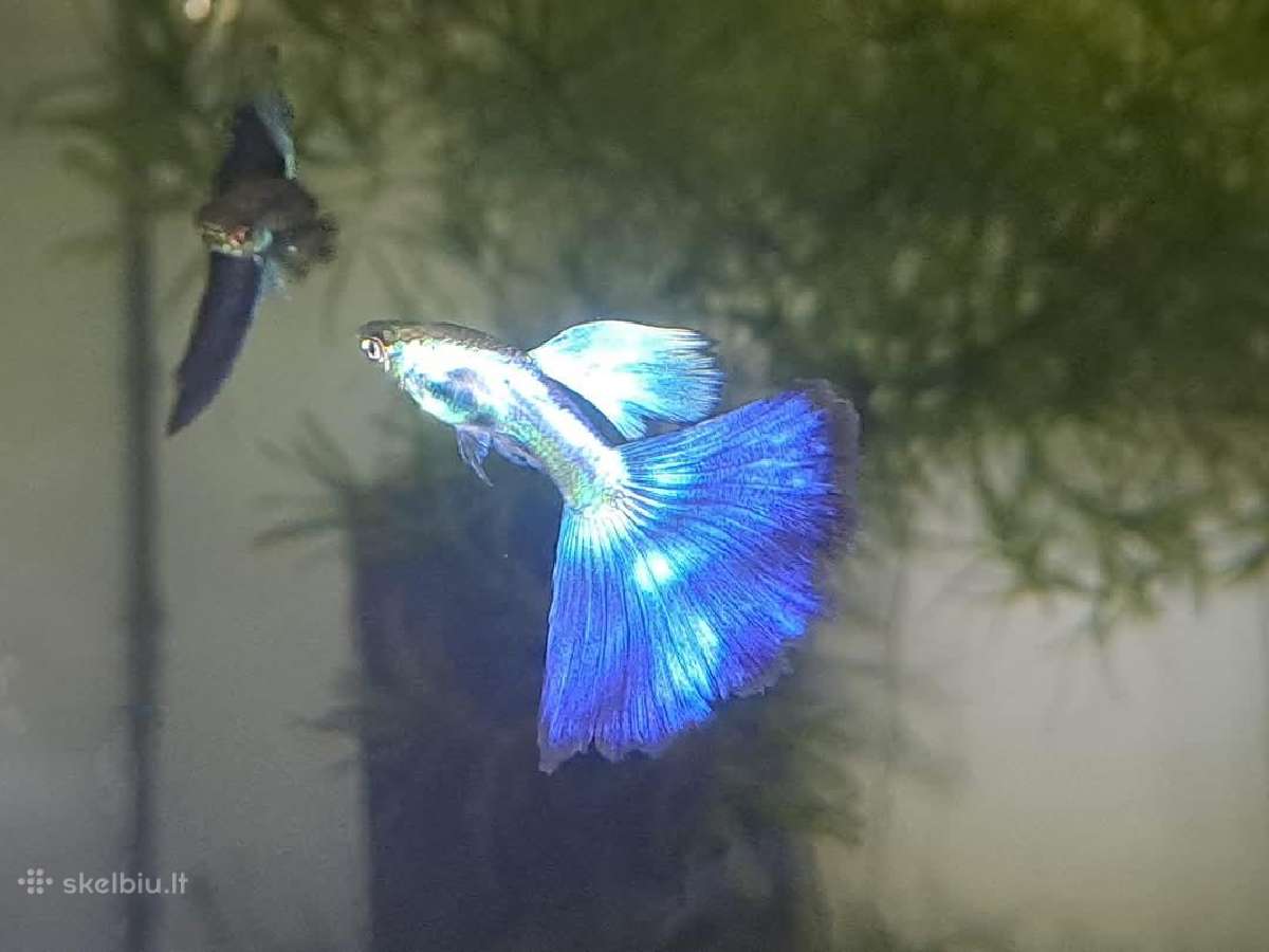 Žuvytės. Gupijos. Guppy. - nuotraukos Nr. 2