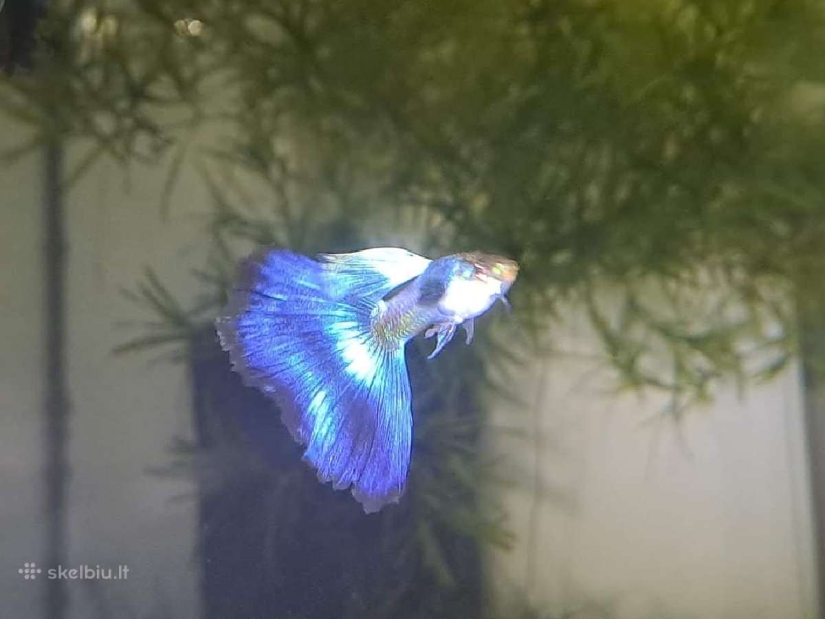 Žuvytės. Gupijos. Guppy. - nuotraukos Nr. 4