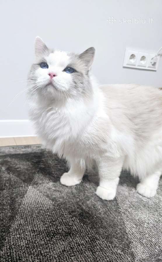 Kilmingi Ragdoll kačiukai - nuotraukos Nr. 18