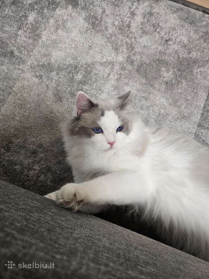 Kilmingi Ragdoll kačiukai - nuotraukos Nr. 19