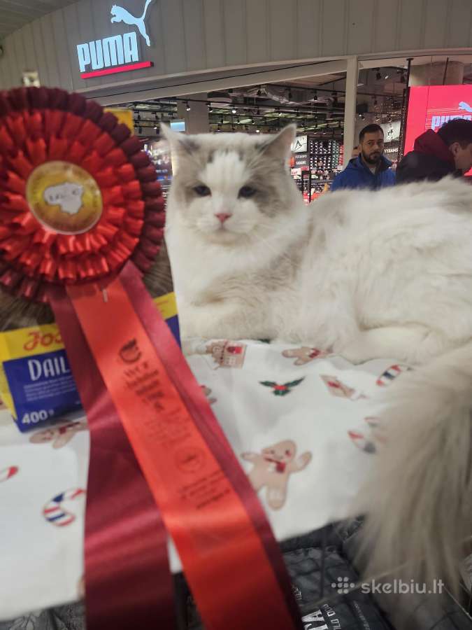 Kilmingi Ragdoll kačiukai - nuotraukos Nr. 20