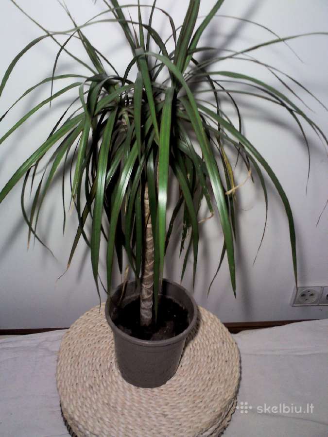 Kambarinė gėlė 80 cm