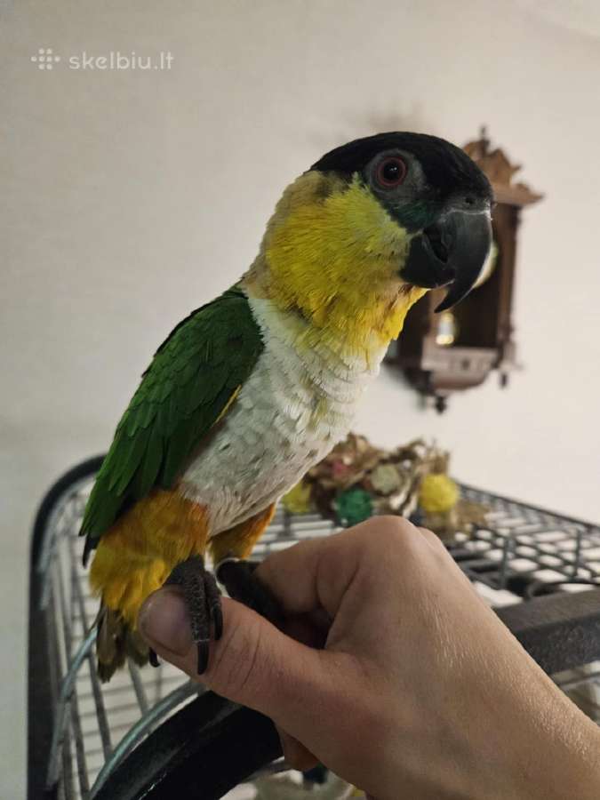 Pionites melanocephalus - nuotraukos Nr. 2
