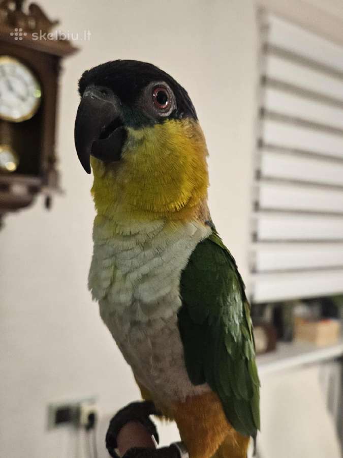 Pionites melanocephalus - nuotraukos Nr. 4