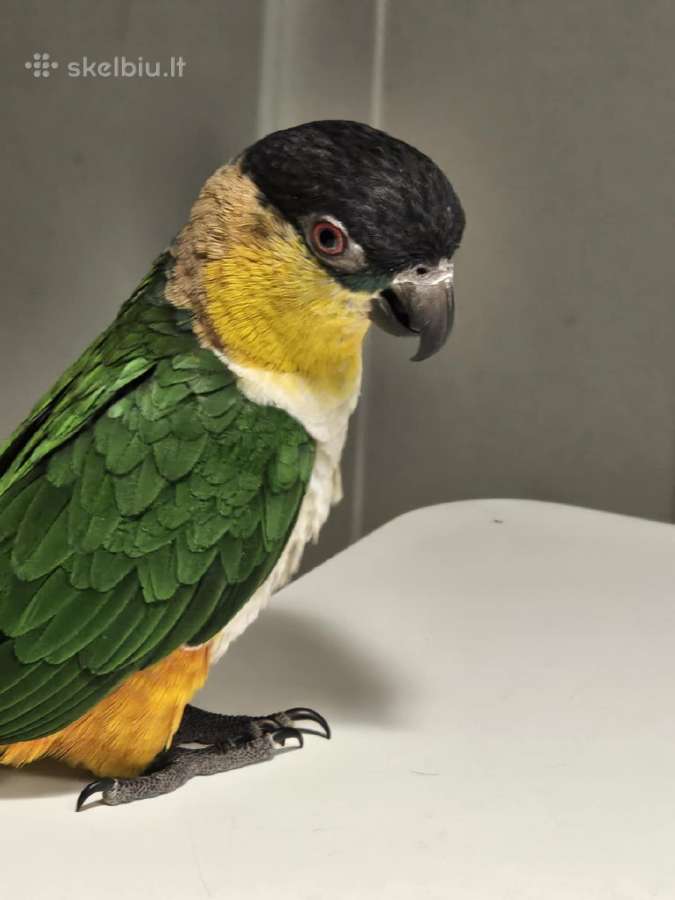 Pionites melanocephalus - nuotraukos Nr. 6