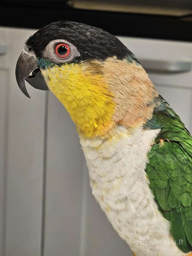 Pionites melanocephalus - nuotraukos Nr. 7