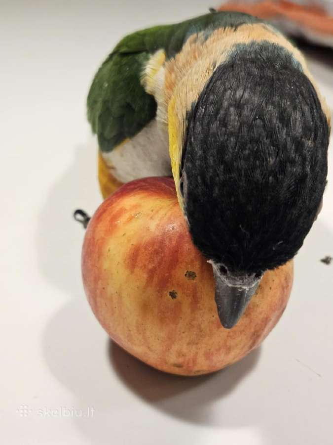 Pionites melanocephalus - nuotraukos Nr. 8