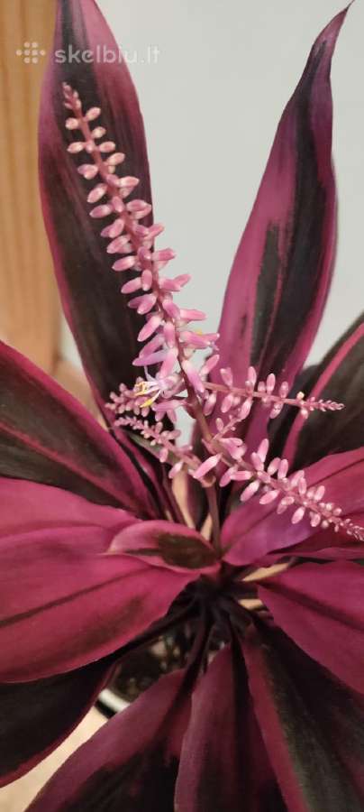 Kambarinė gėlė"cordyline". - nuotraukos Nr. 3