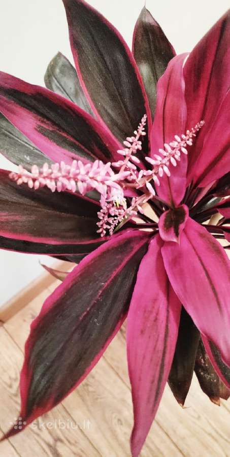 Kambarinė gėlė"cordyline". - nuotraukos Nr. 2