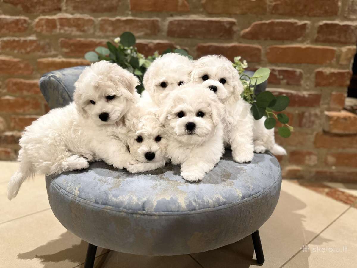 Kilmingi garbanotieji bišonai/ bichon frise - nuotraukos Nr. 12