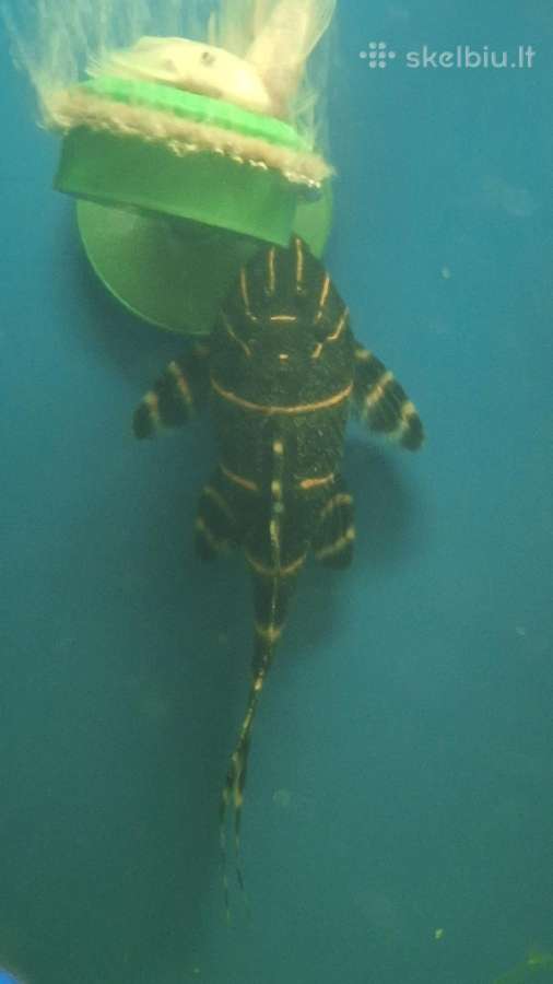 Akvariuminės žuvys šamai L'ai - nuotraukos Nr. 2