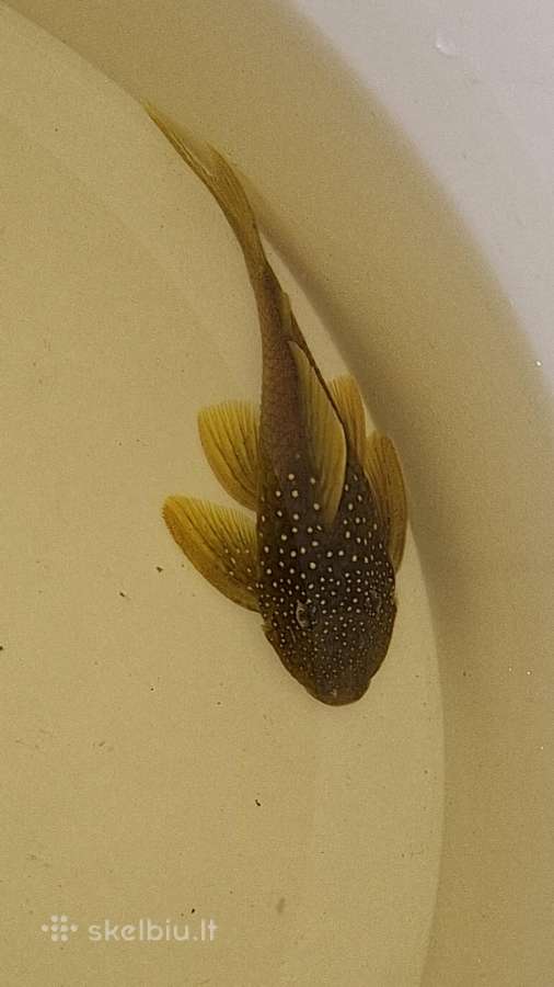 Akvariuminės žuvys šamai L'ai - nuotraukos Nr. 3