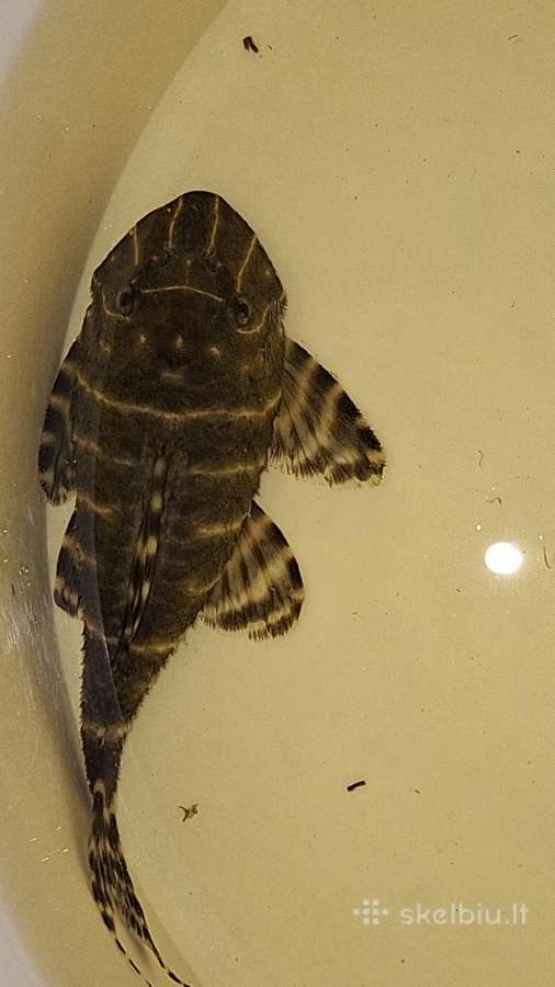Akvariuminės žuvys šamai L'ai - nuotraukos Nr. 4