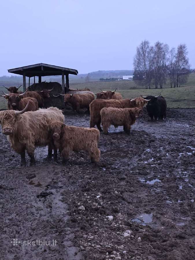 Parduodami Hailendai - nuotraukos Nr. 6