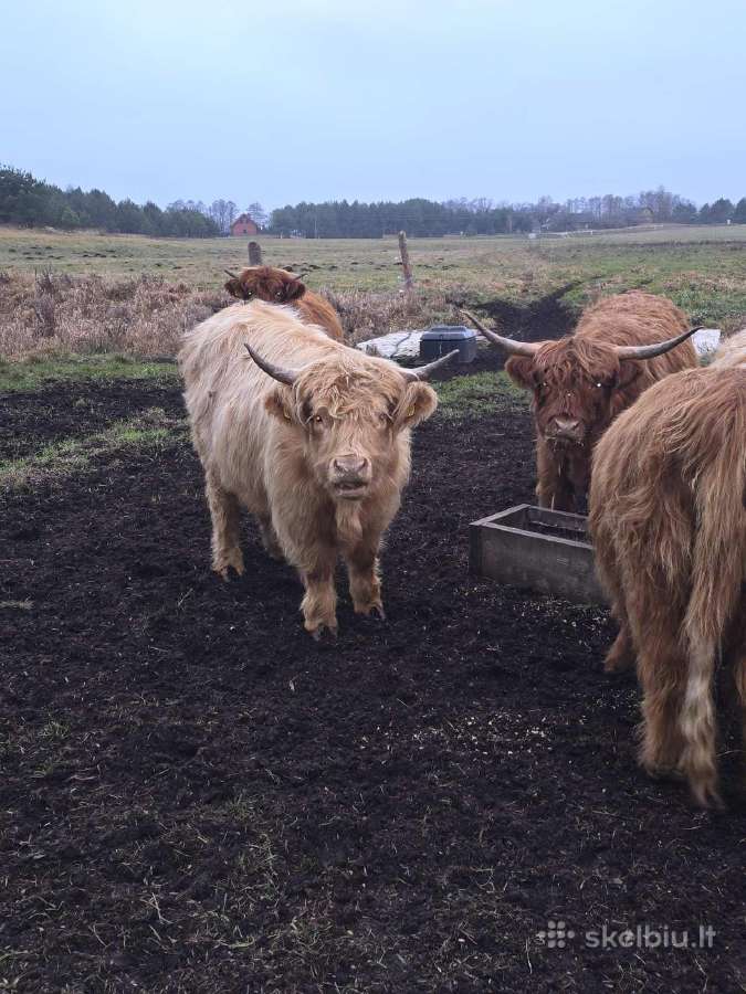 Parduodami Hailendai - nuotraukos Nr. 9