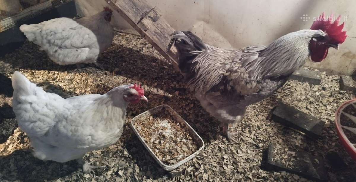 Viščiukai. Parduodu kiaušinius, viščiukus - nuotraukos Nr. 24