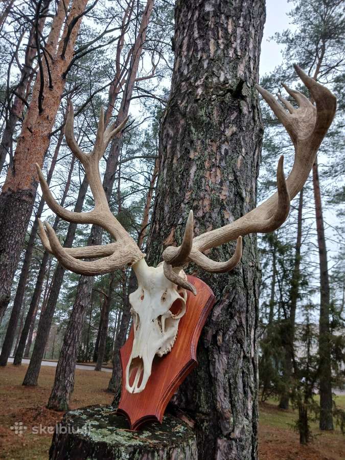 Parduodu tauriųjų elnių ragus