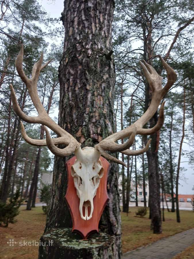 Parduodu tauriųjų elnių ragus - nuotraukos Nr. 2
