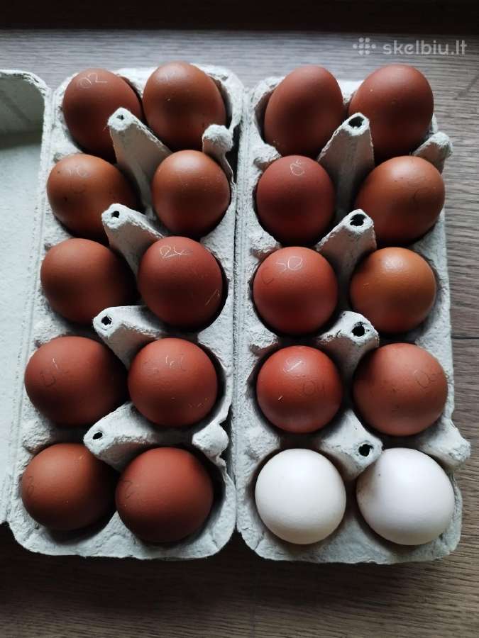 Parduodu kiaušinius, viščiukus