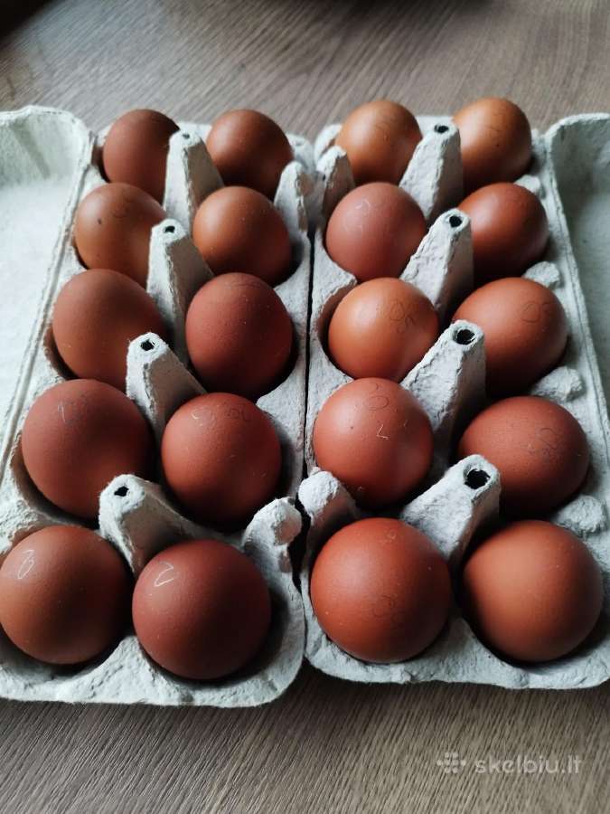 Viščiukai. Parduodu kiaušinius, viščiukus - nuotraukos Nr. 2