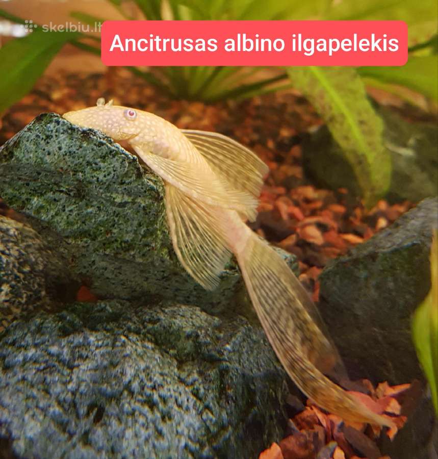 Įvairios akvariumo žuvytės, augalai, maistelis - nuotraukos Nr. 15