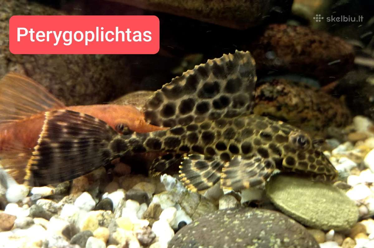 Įvairios akvariumo žuvytės, augalai, maistelis - nuotraukos Nr. 16