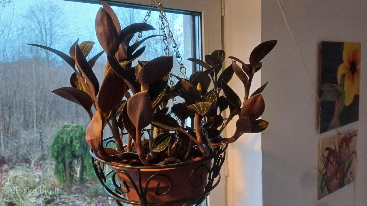 Ludisija discolor-orchidėja - nuotraukos Nr. 6