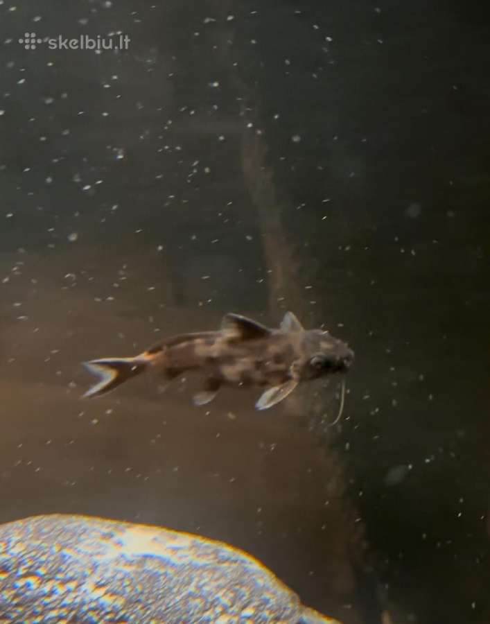 Synodontis petricola