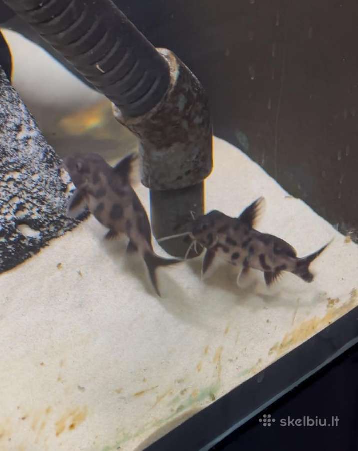 Synodontis petricola - nuotraukos Nr. 2