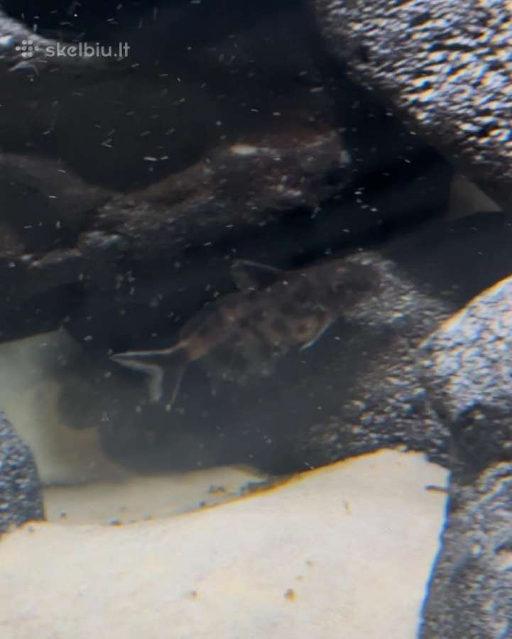 Synodontis petricola - nuotraukos Nr. 3