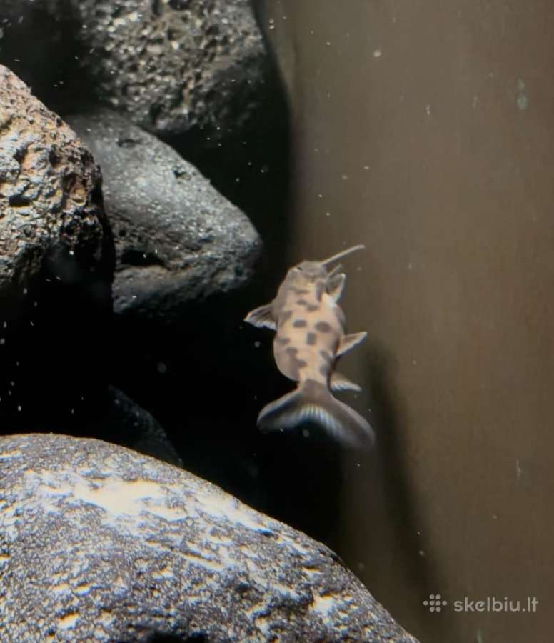 Synodontis petricola - nuotraukos Nr. 4