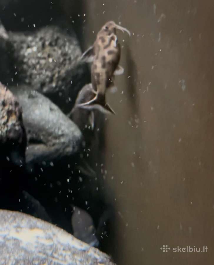 Synodontis petricola - nuotraukos Nr. 5