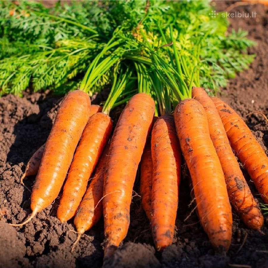 Parduodu kopūtus ir morkas - nuotraukos Nr. 2