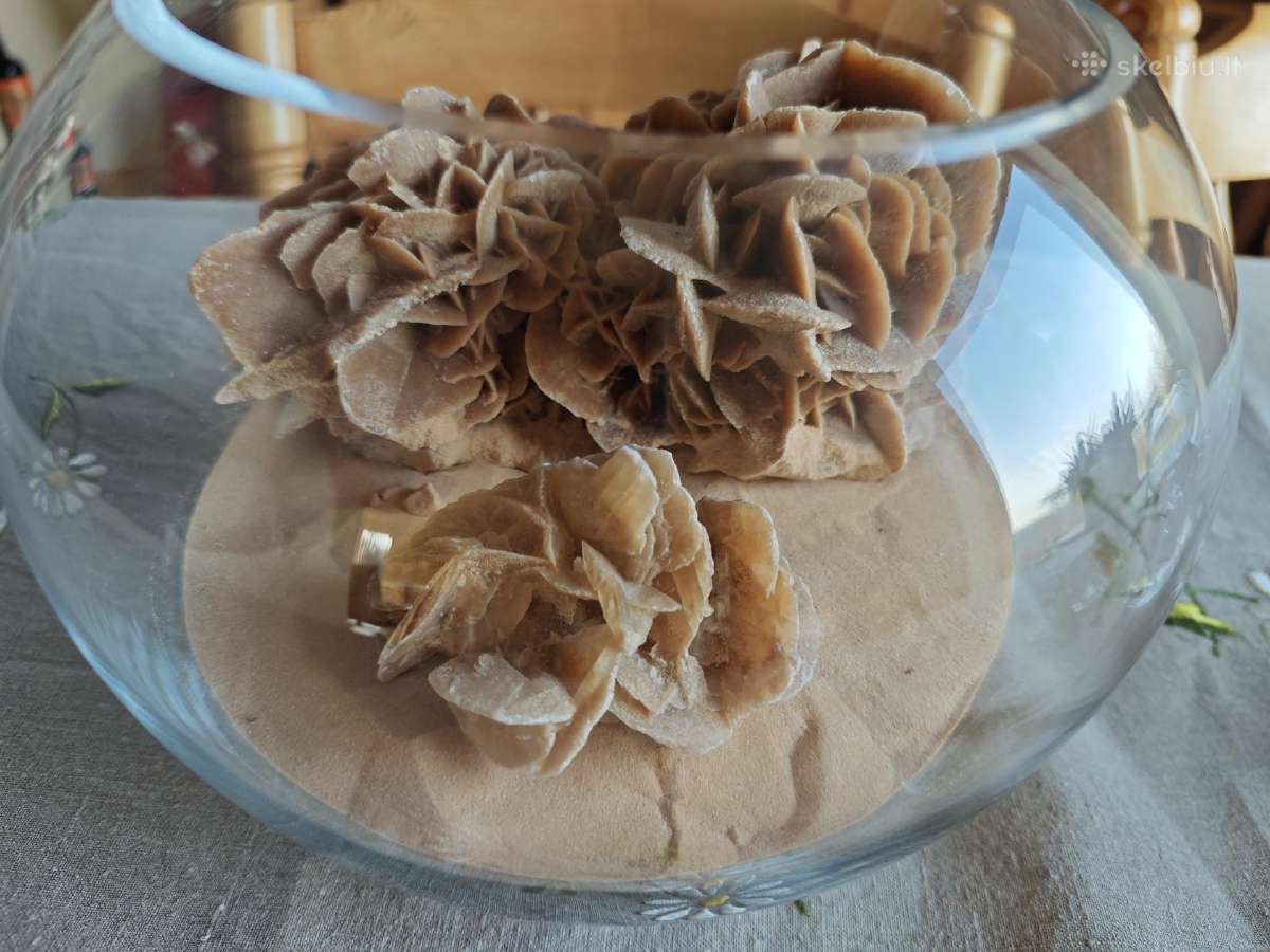 Smėlio rožė dykumų rožė - nuotraukos Nr. 4