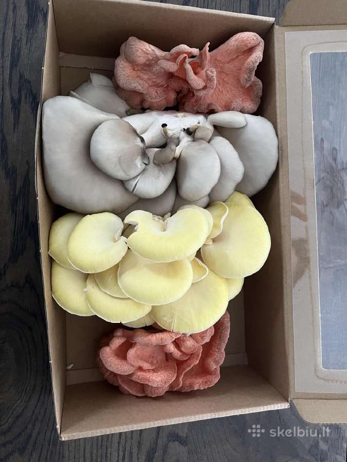 Džiovintu grybų išpardavimas - nuotraukos Nr. 6