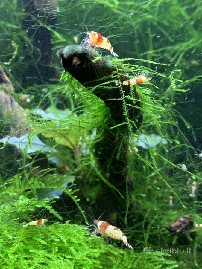 Krevetes Crystal Red Shrimp ( Caridina )