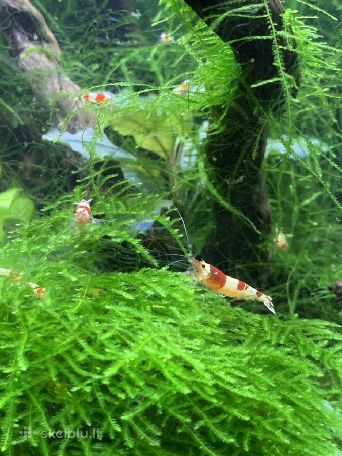 Krevetes Crystal Red Shrimp ( Caridina ) - nuotraukos Nr. 2