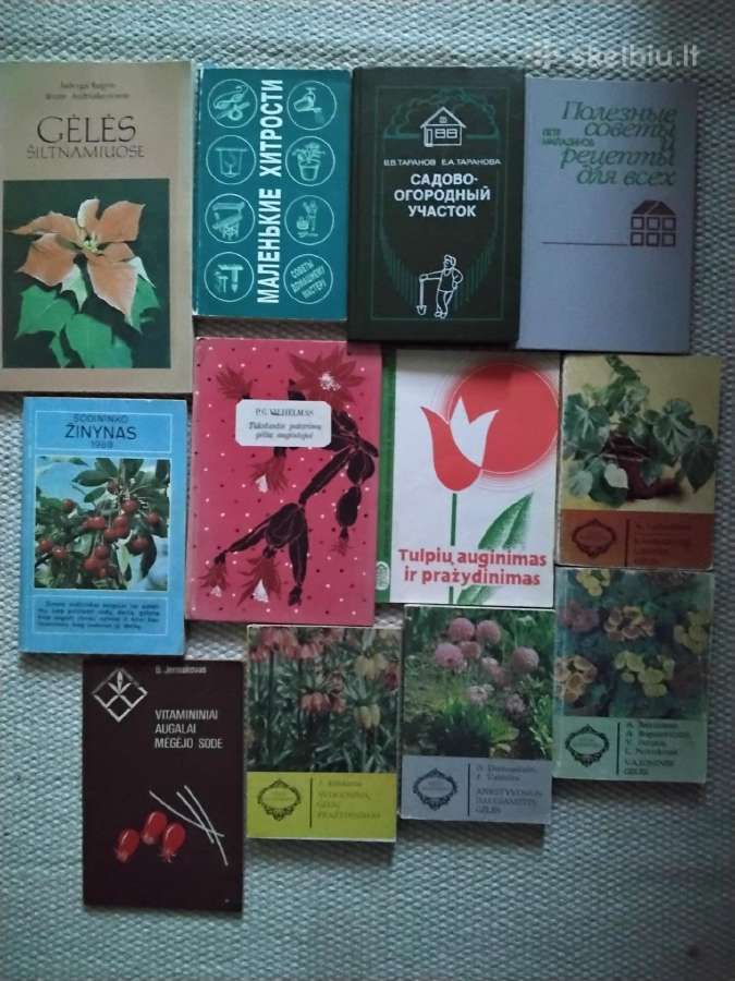 Tulpių auginimas ir pražydinimas - nuotraukos Nr. 2