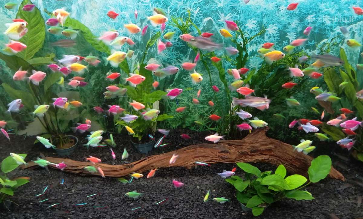Įvairios akvariumo žuvytės, augalai, maistelis - nuotraukos Nr. 17