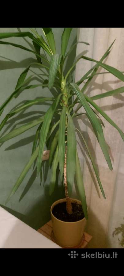 Vazoninė gėlė - Palmė