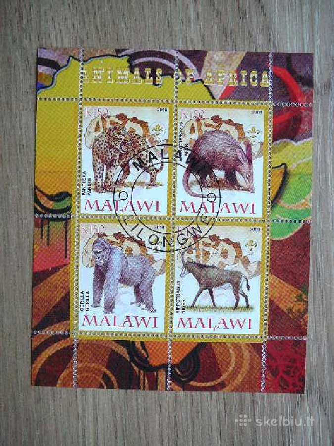Pantera Bezdziones . Malavis 2008 antsp. s252