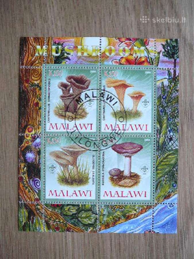 Grybai Malavis 2008 antsp. s249