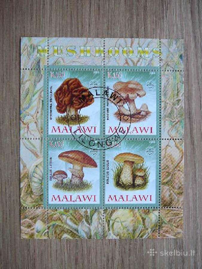 Grybai Malavis 2008 antsp. s250