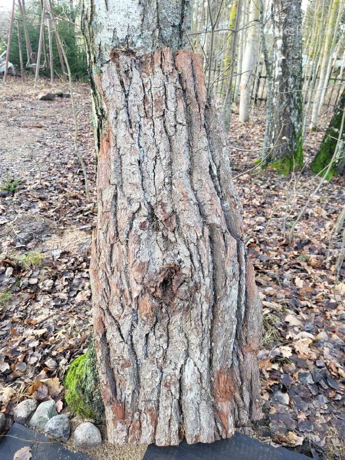 Naturali ekologiska draskikle katinui - nuotraukos Nr. 3